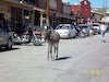 Oatman burros