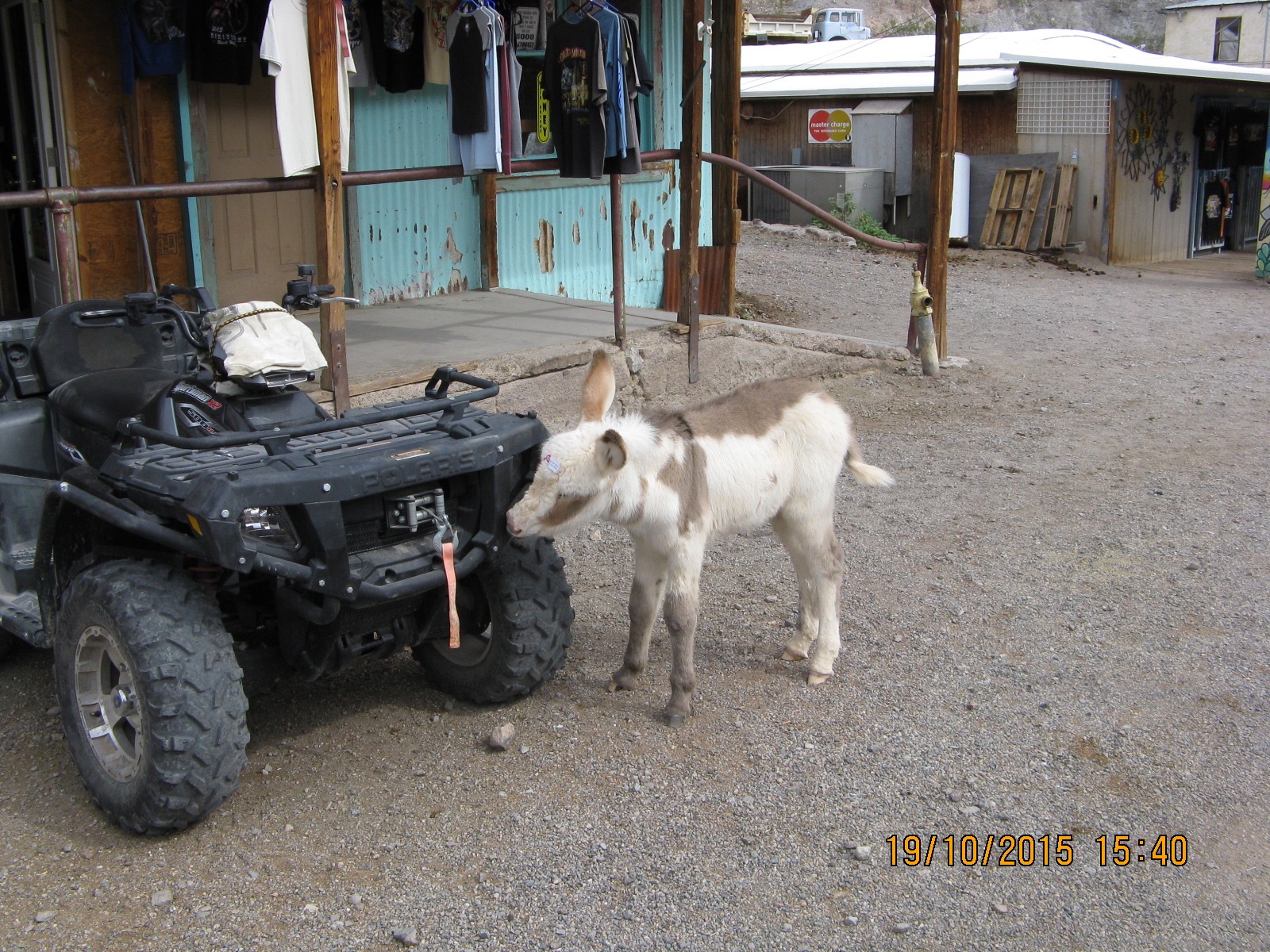 Oatman6 