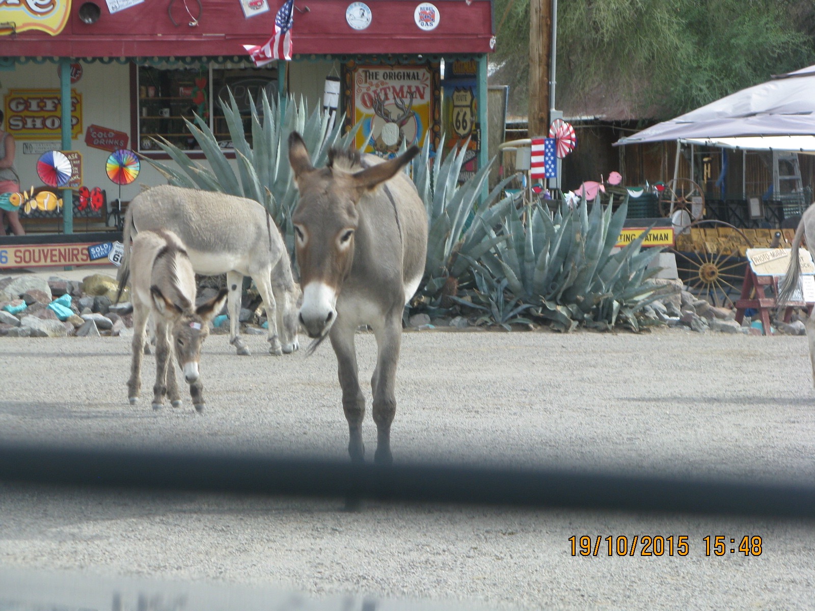 Oatman8 