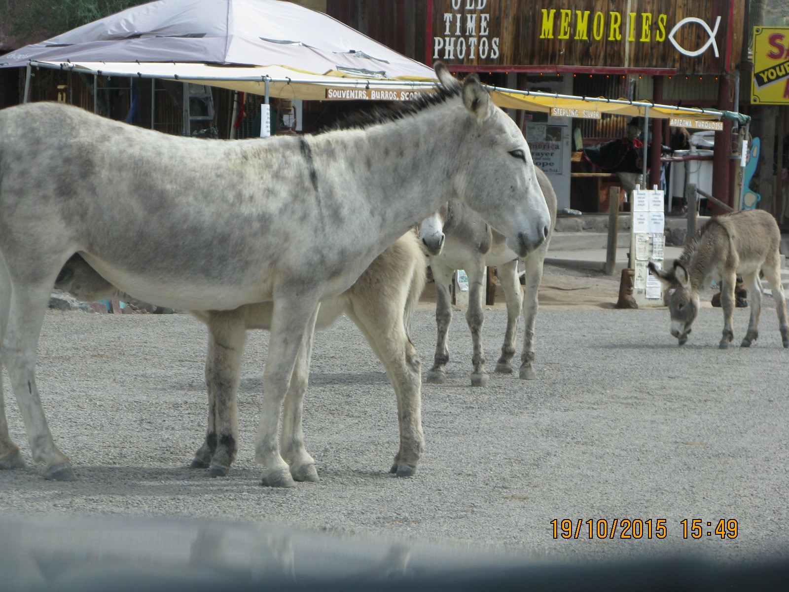 Oatman9 